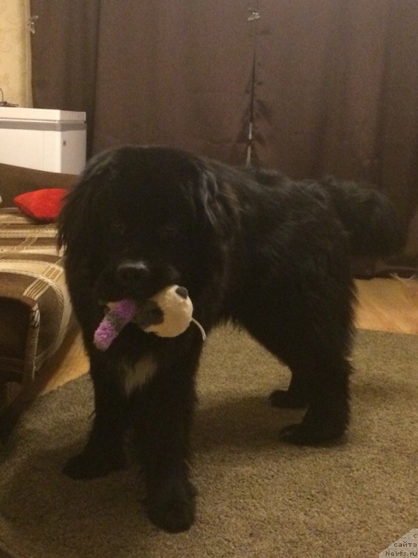 Фотография № 196732