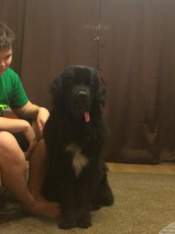 Фото: ньюфаундленд Люк Скайвокер