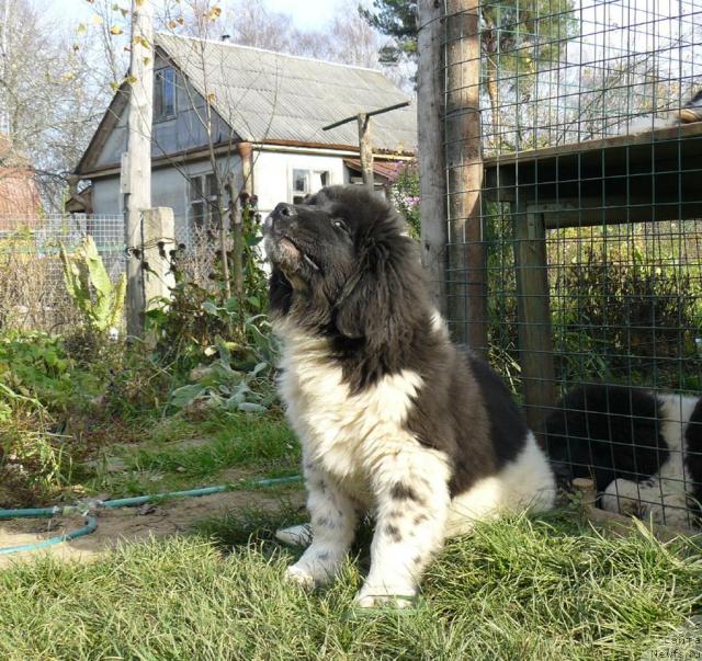 Фото: ньюфаундленд Пчёлкин Дом Белый Орёл (Pchiolkin Dom Bely Oriol)