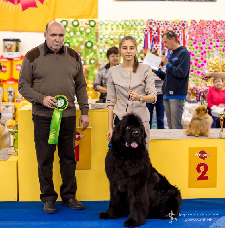 Фото: ньюфаундленд Victory Dance Dinastiya Soverchenstva