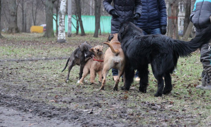 Фото: ньюфаундленд Ланкастер