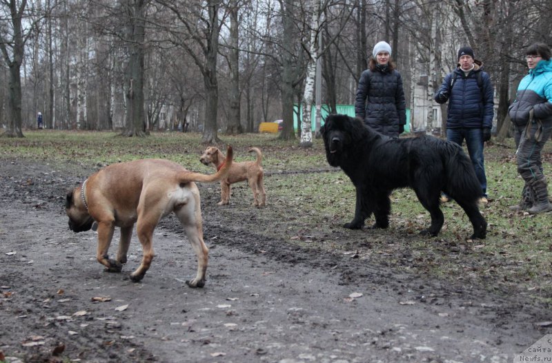 Фото: ньюфаундленд Ланкастер