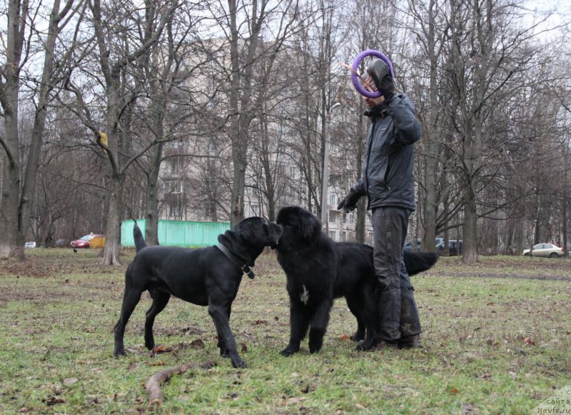 Фото: ньюфаундленд Ланкастер