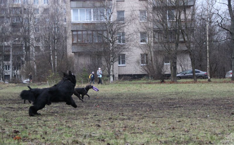 Фото: ньюфаундленд Ланкастер