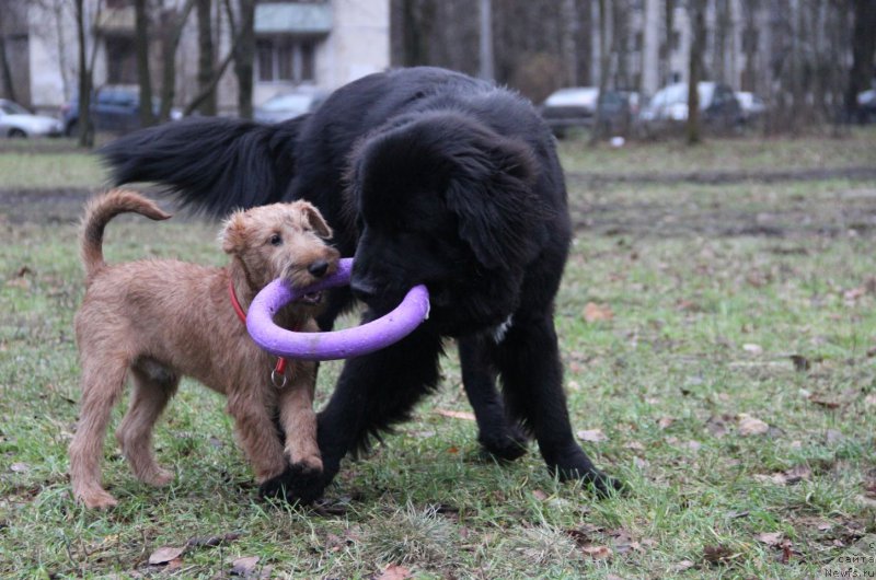 Фото: ньюфаундленд Ланкастер, Реджи