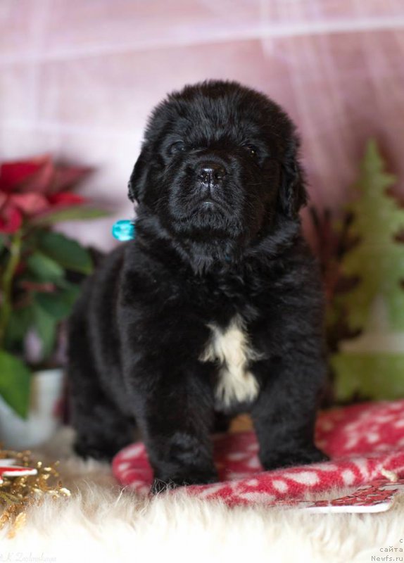 Фото: Дети, ньюфаундленд Смигар Легенда Весны (Smigar Legenda Vesny), 1 мес