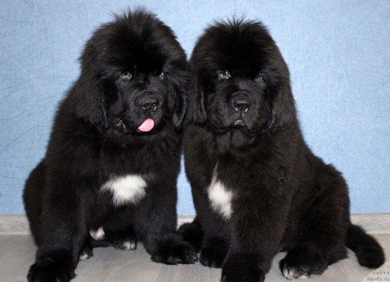 Фотография № 196771