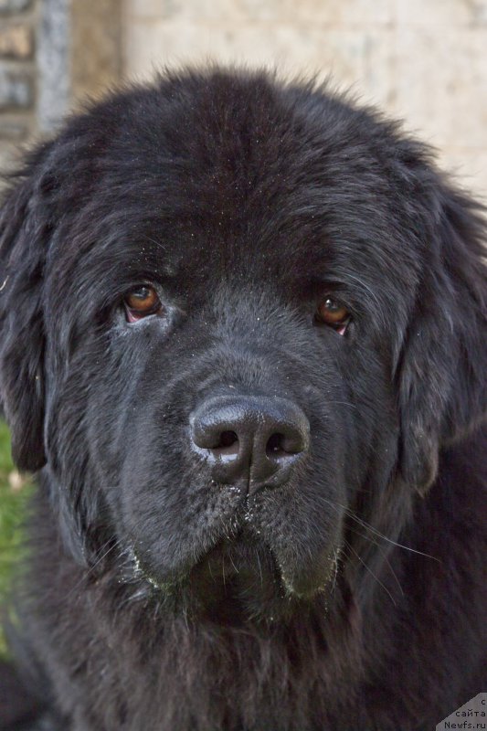 Фото: ньюфаундленд Браунблад МСК Харита Хавва (Brownblood MSK Harita Havva)