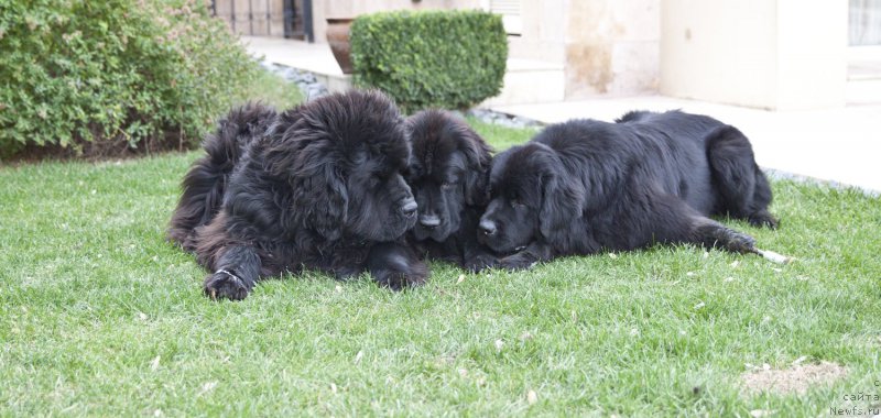 Фото: ньюфаундленд Дар Свезы Бона Фидес (Dar Svezy Bona Fides), ньюфаундленд Браунблад МСК Харита Хавва (Brownblood MSK Harita Havva), ньюфаундленд Акватория Келвин Ультрамодерн (Aquatoria Kelvin Ultramodern)