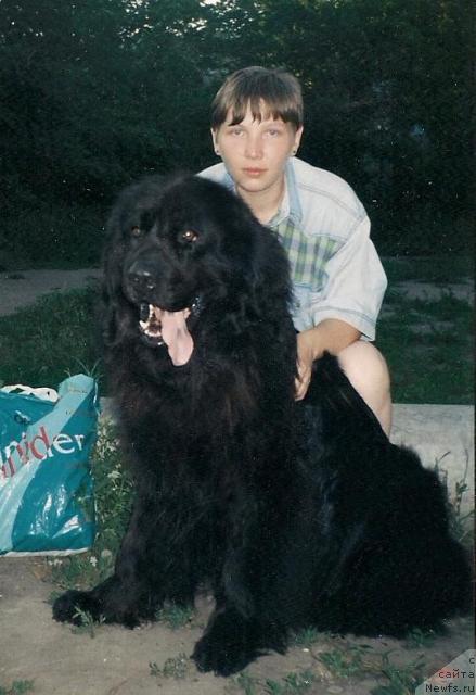 Фото: ньюфаундленд Тедди Беа Елбар