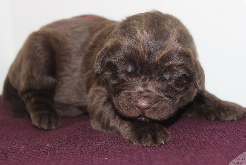 Фотография № 196785