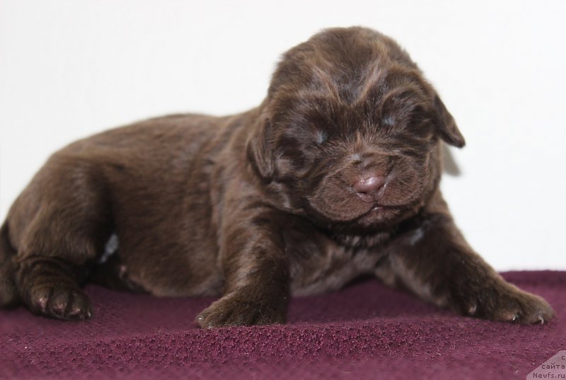 Фотография № 196786