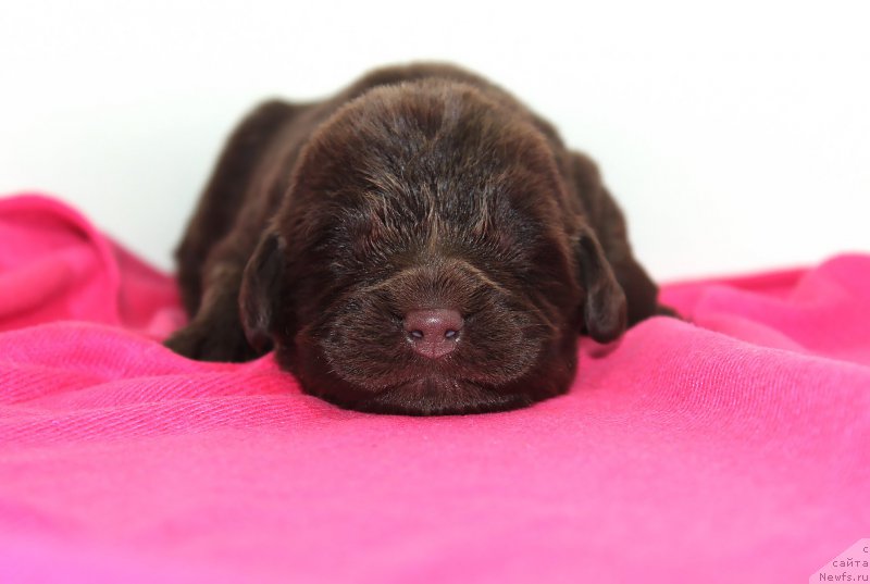 Фото: ньюфаундленд Браунблад МСК Севара Рейн