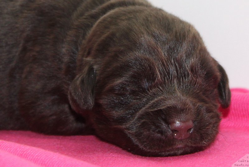 Фотография № 196792