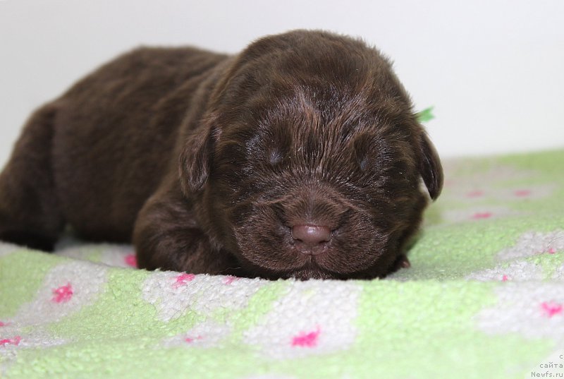 Фотография № 196793