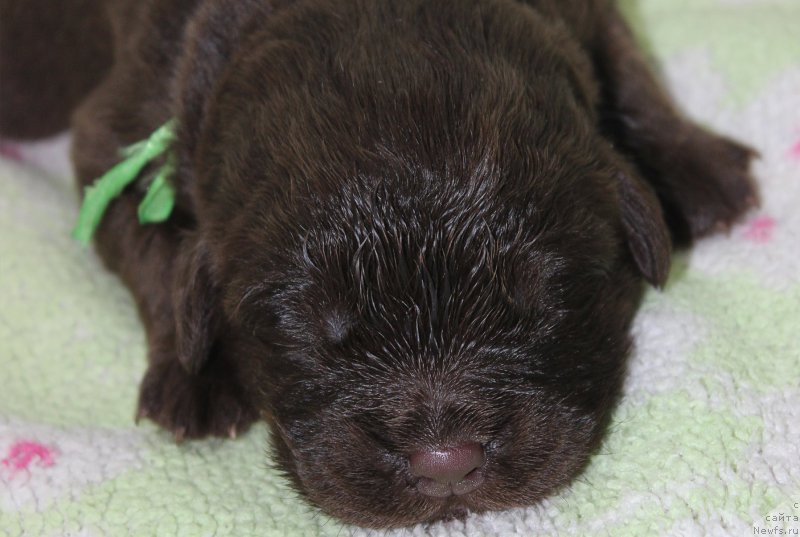 Фотография № 196794