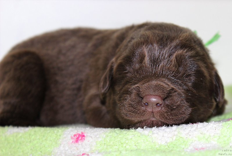 Фотография № 196795