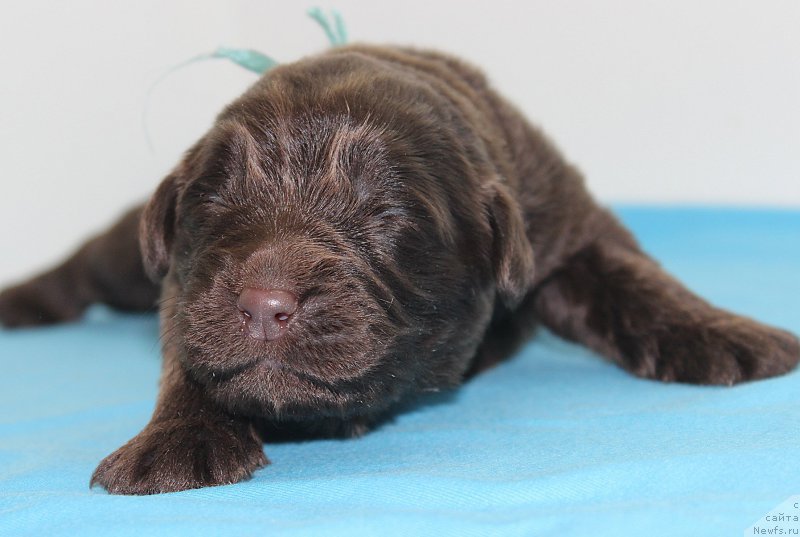 Фотография № 196796