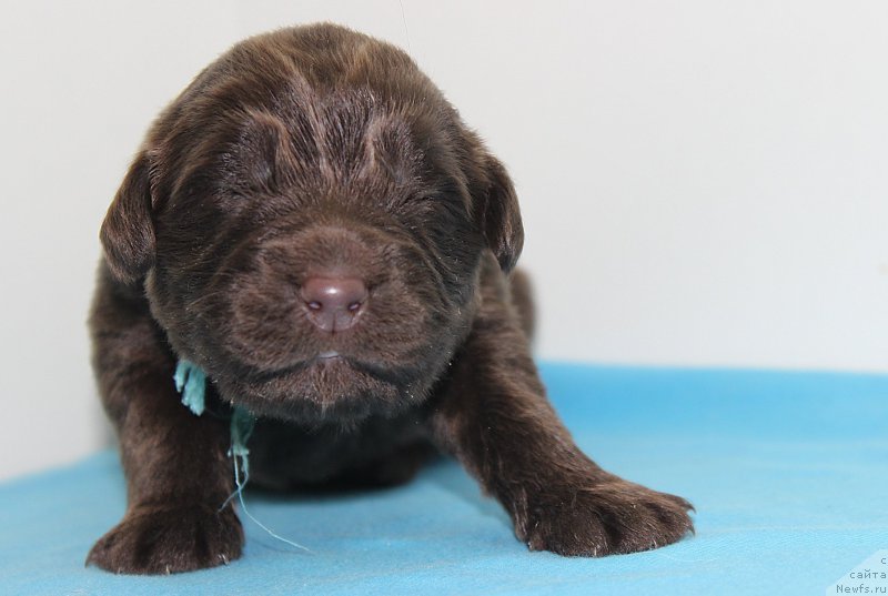 Фотография № 196797