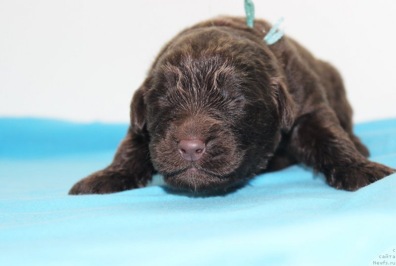 Фотография № 196798