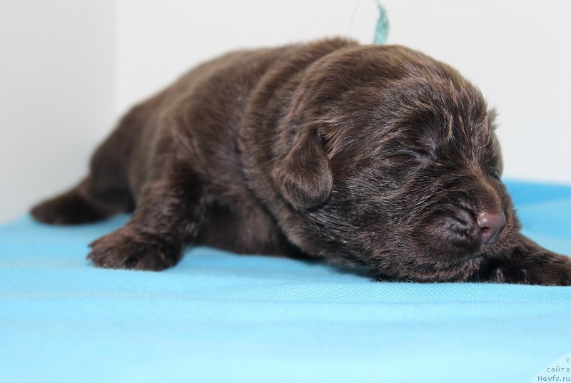 Фотография № 196799