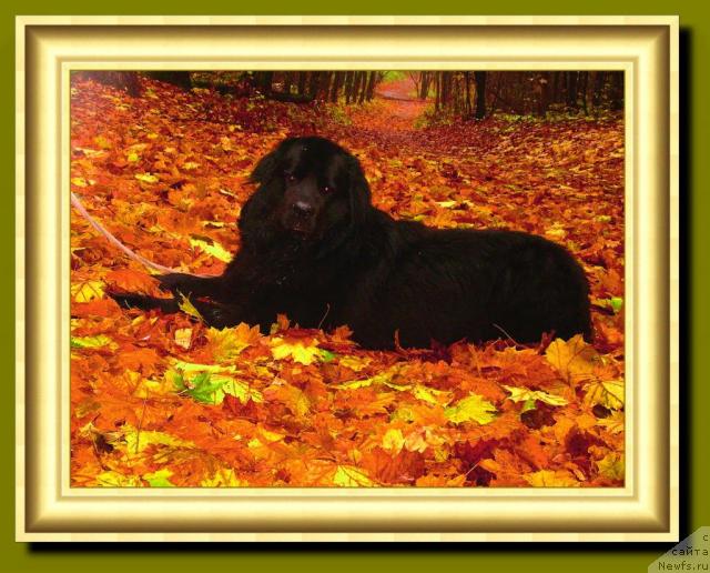 Фото: ньюфаундленд Оскар Трейси-Виктория