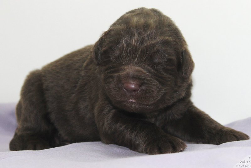 Фотография № 196801