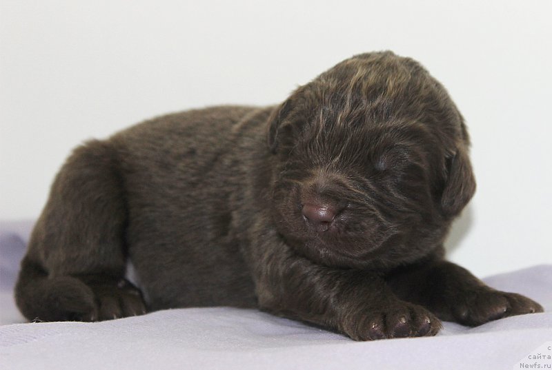 Фотография № 196802