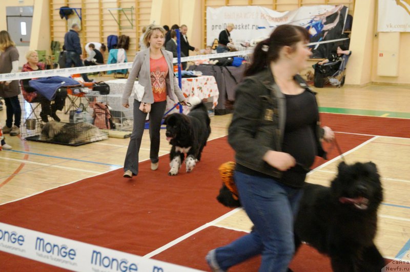 Фото: ньюфаундленд Fabian de Lange Super Mishka