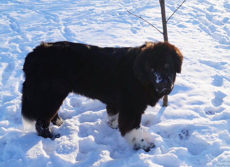 Фото: ньюфаундленд Fabian de Lange Super Mishka