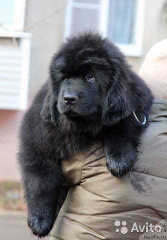 Фото: ньюфаундленд Калиостро Формула Любви