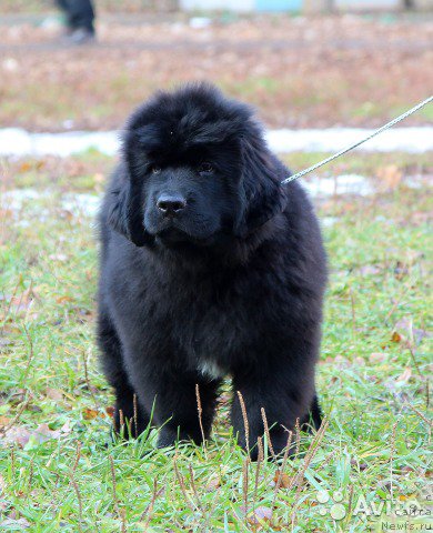 Фото: ньюфаундленд Калиостро Формула Любви