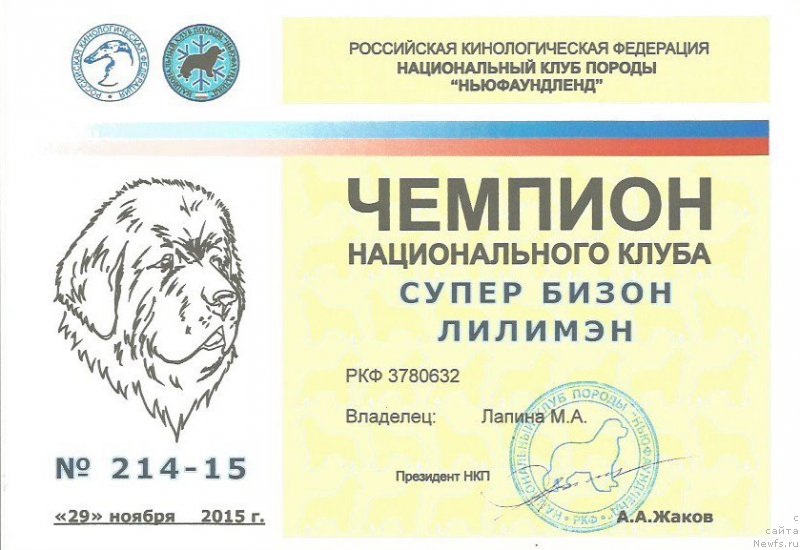 Фото: ньюфаундленд Супер Бизон Лилимэн (Super Bizon Liliman)