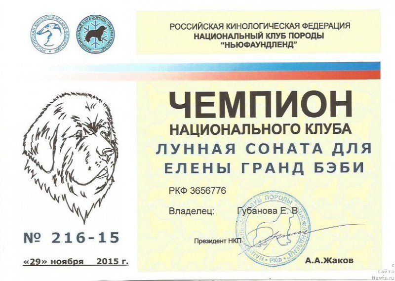 Фото: ньюфаундленд Лунная Соната Для Елены Гранд Бэби