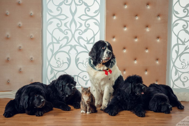 Фотография № 196822