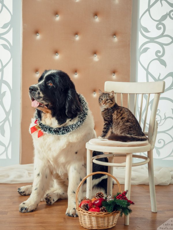 Фотография № 196823