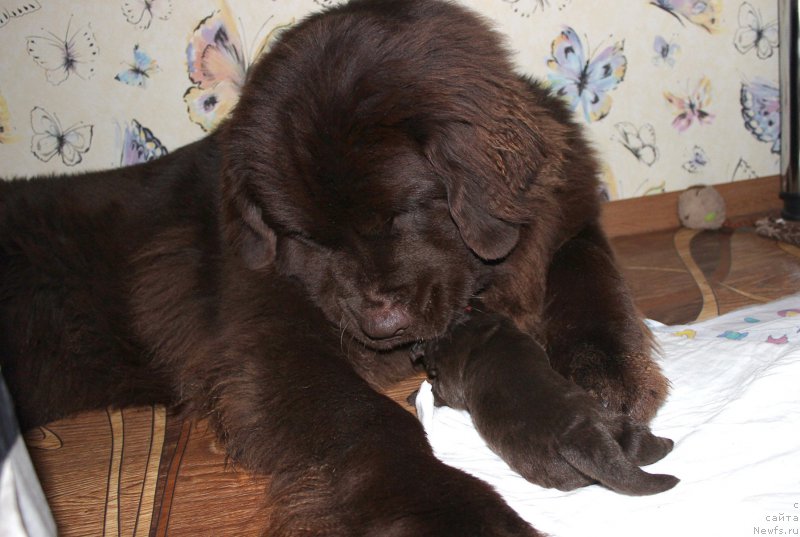 Фотография № 196824