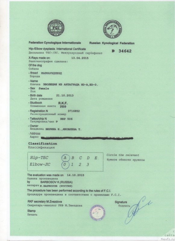 Фото: ньюфаундленд Эволюция из Антаграда