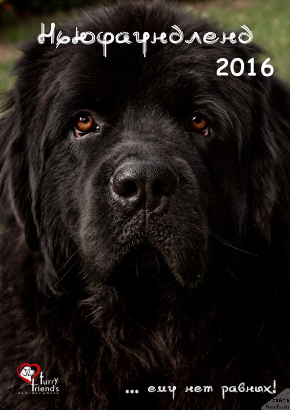 Фото: ньюфаундленд Браунблад МСК Харита Хавва (Brownblood MSK Harita Havva)