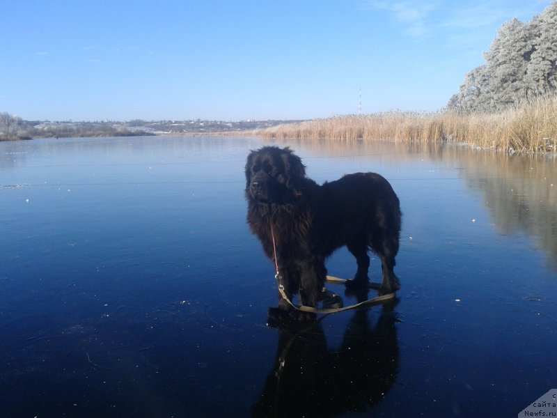 Фото: Антон Абдрашитов, ньюфаундленд Питерньюф Авантюра (Piternyuf Aventure)