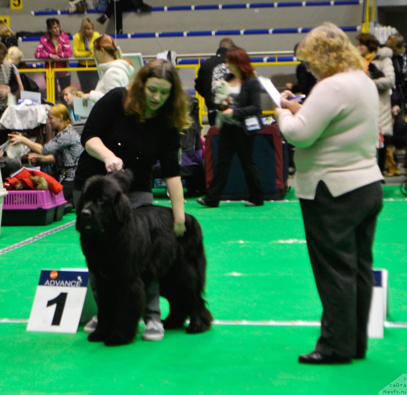 Фото: ньюфаундленд Мерседес Вялiкi Мядзведзь (Mercedes Vialiki Miadzvedz)