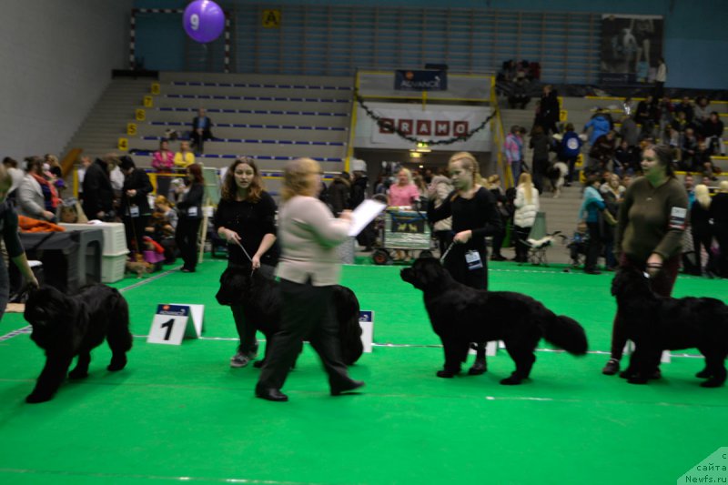 Фото: ньюфаундленд Мерседес Вялiкi Мядзведзь (Mercedes Vialiki Miadzvedz)