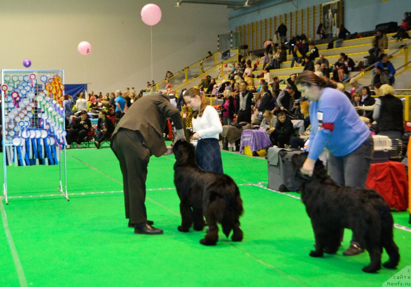 Фото: ньюфаундленд Мерседес Вялiкi Мядзведзь (Mercedes Vialiki Miadzvedz), Мария Шмелева