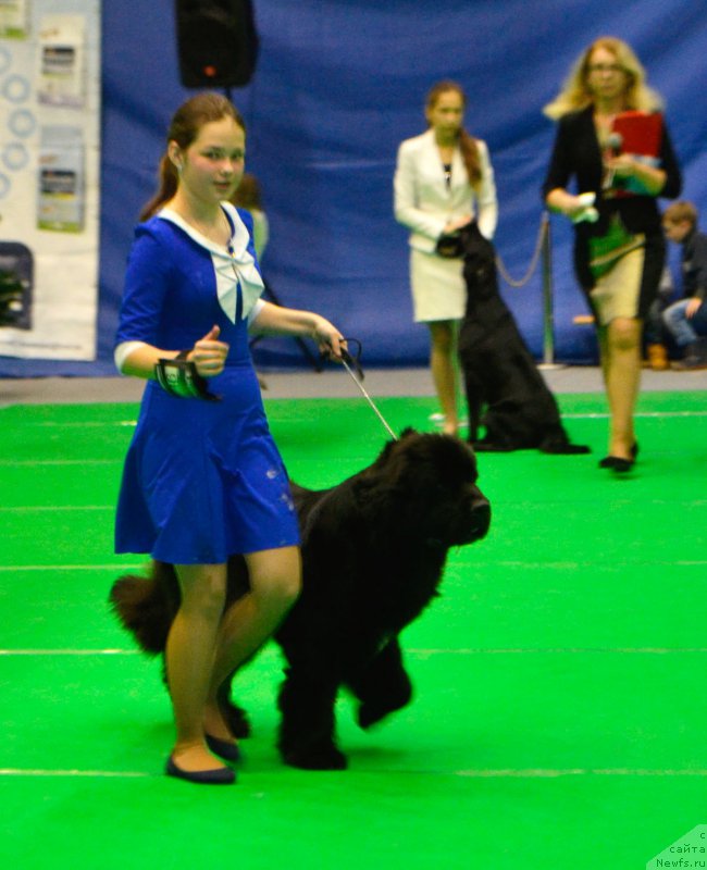 Фото: ньюфаундленд Мерседес Вялiкi Мядзведзь (Mercedes Vialiki Miadzvedz), Мария Шмелева