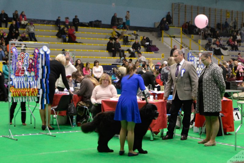 Фото: ньюфаундленд Браунблад МСК Харрикейн Хиггенс (Brownblood MSK Harricane Higgins), Мария Шмелева