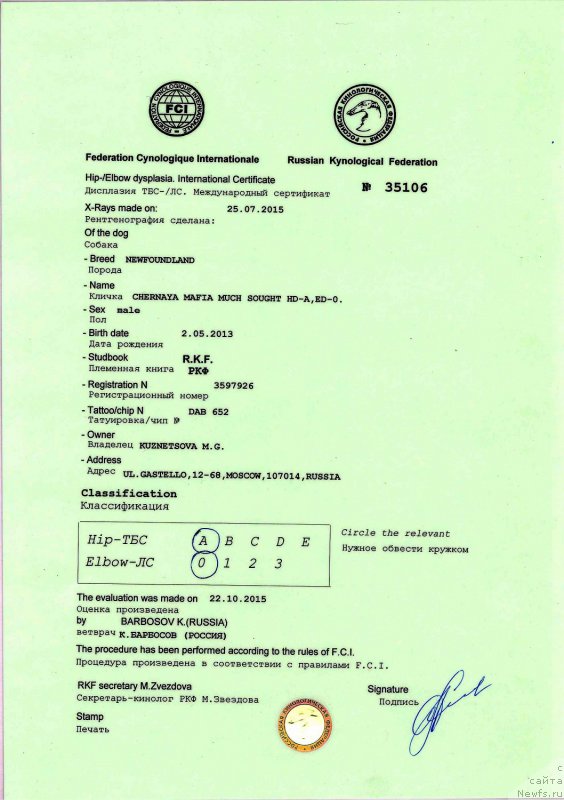 Фото: ньюфаундленд Черная Мафия Муч Соугхт (Chernaya Mafia Much Sought)