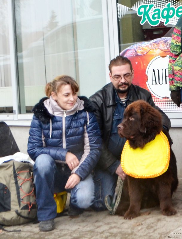 Фото: ньюфаундленд Браунблад МСК Жани Ошер (Brownblood MSK Zhani Osher)