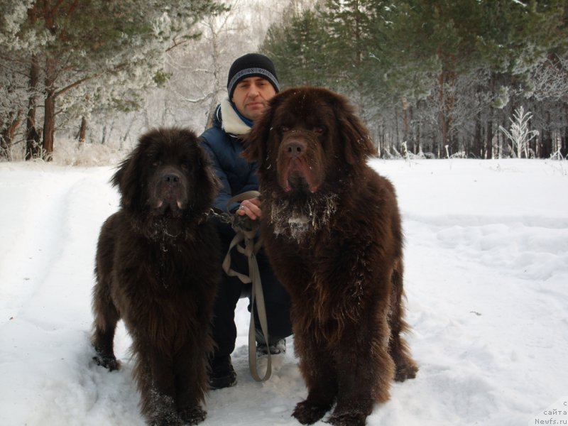 Фото: ньюфаундленд Черный Шарм Амбер Бест Дог ФО Марлеон, ньюфаундленд Аквамариновая Красотка для Марлеон