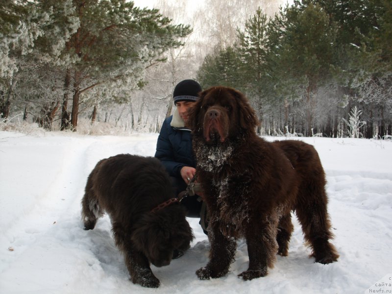 Фото: ньюфаундленд Черный Шарм Амбер Бест Дог ФО Марлеон