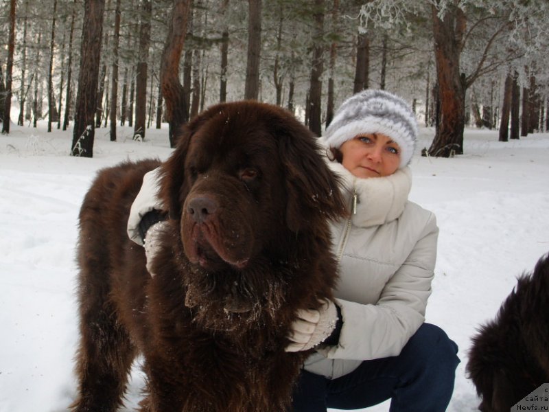 Фото: ньюфаундленд Черный Шарм Амбер Бест Дог ФО Марлеон, Татьяна Шайдук